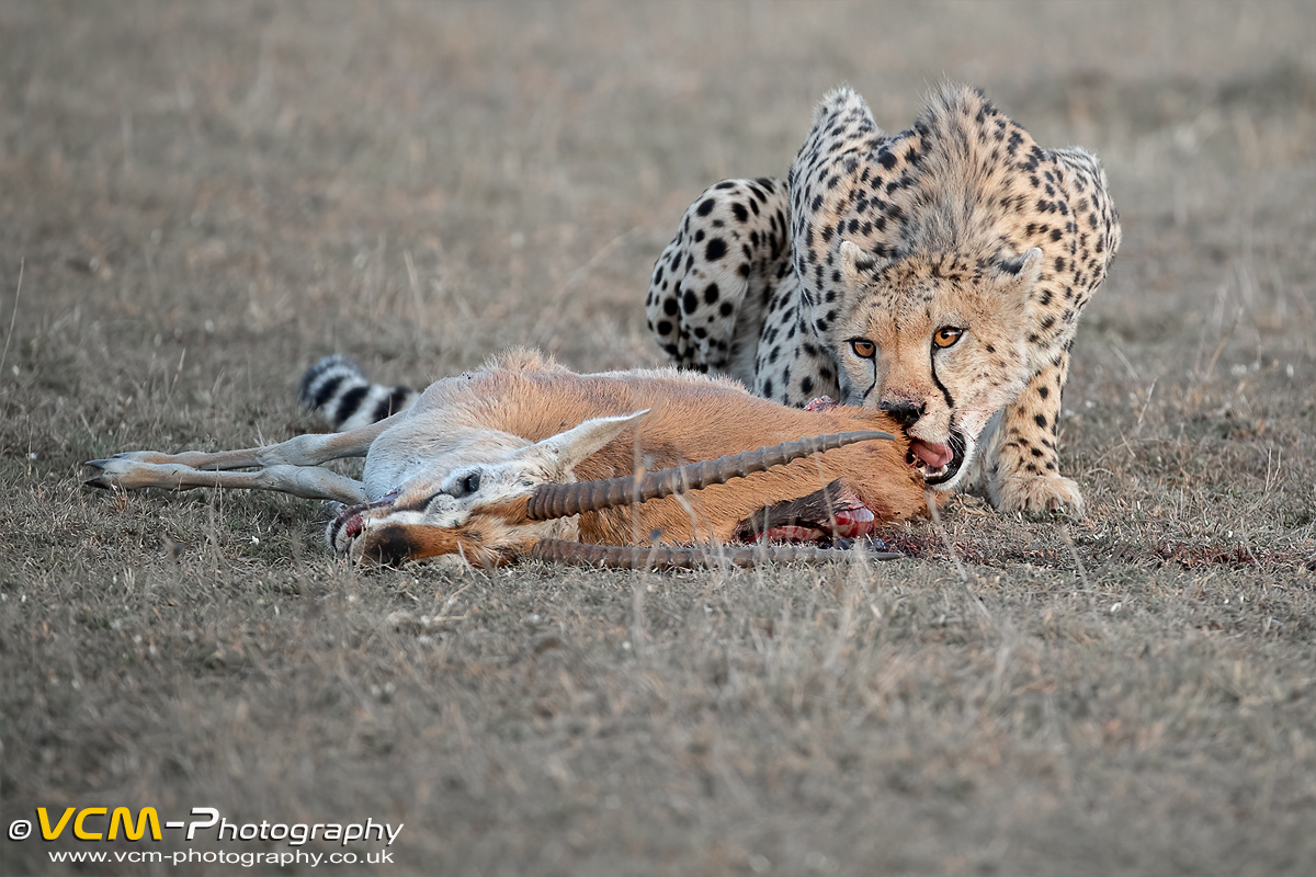 Cheetah feeding on a Thomson's gazelle