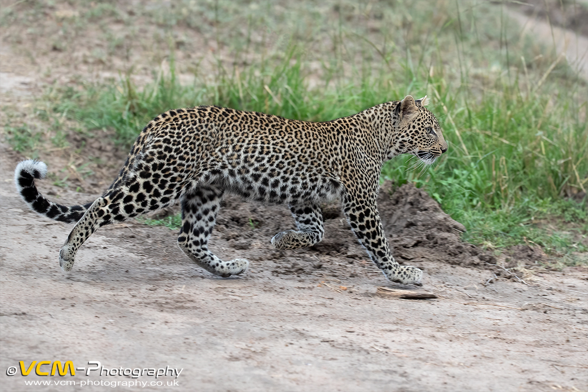 Leopard cub running
