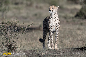 Cheetah looking for prey