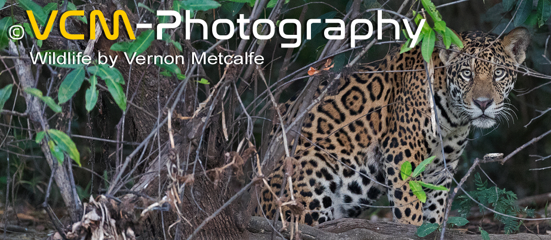 Jaguars of the Pantanal page banner