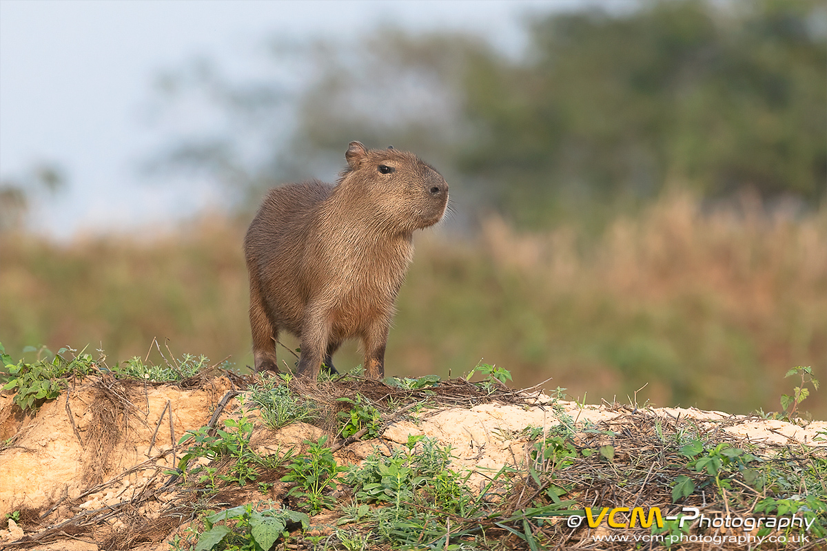 Capybara