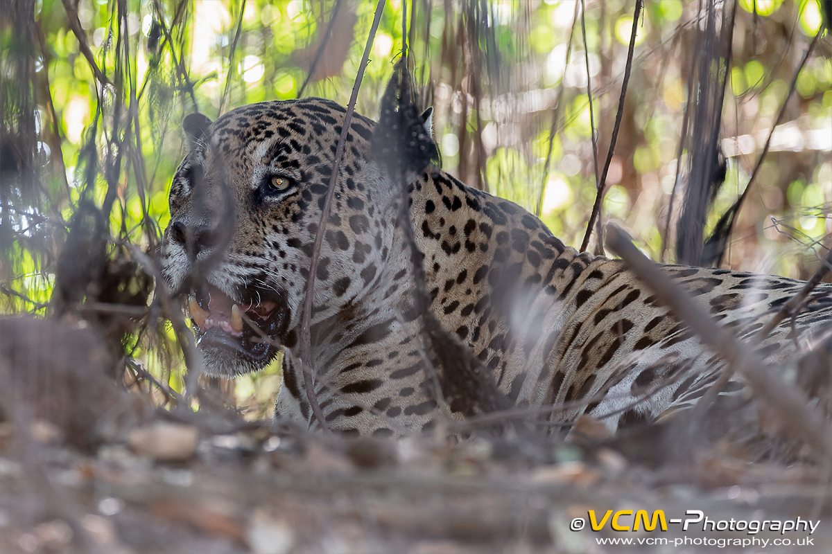 Male jaguar
