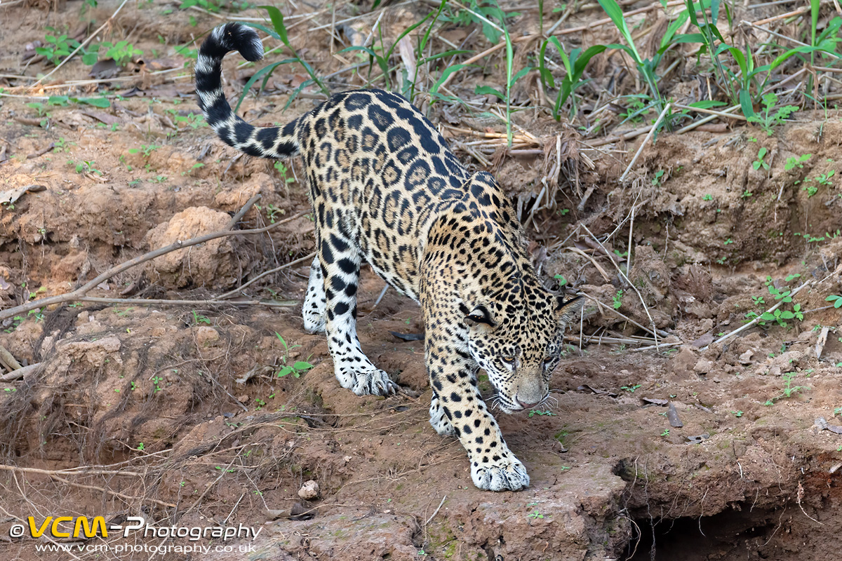 Jaguar cub
