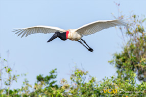 Jaribou stork