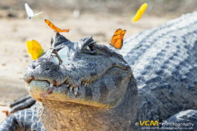 Yacare caiman with butterflies