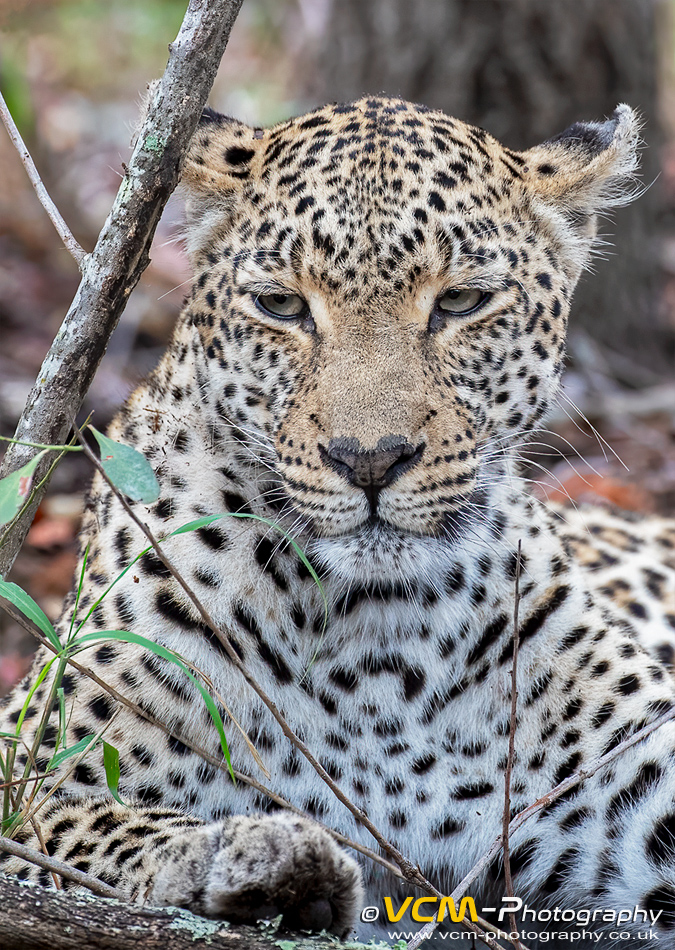Female leopard named Shalese