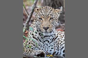 Leopard named Shalese