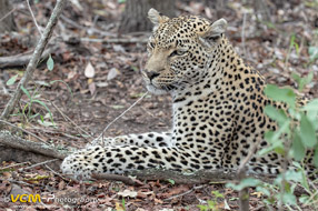 Leopard named Shalese
