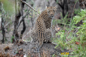 Leopard named Thandi