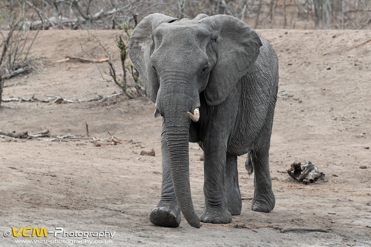 Elephant with tusk missing