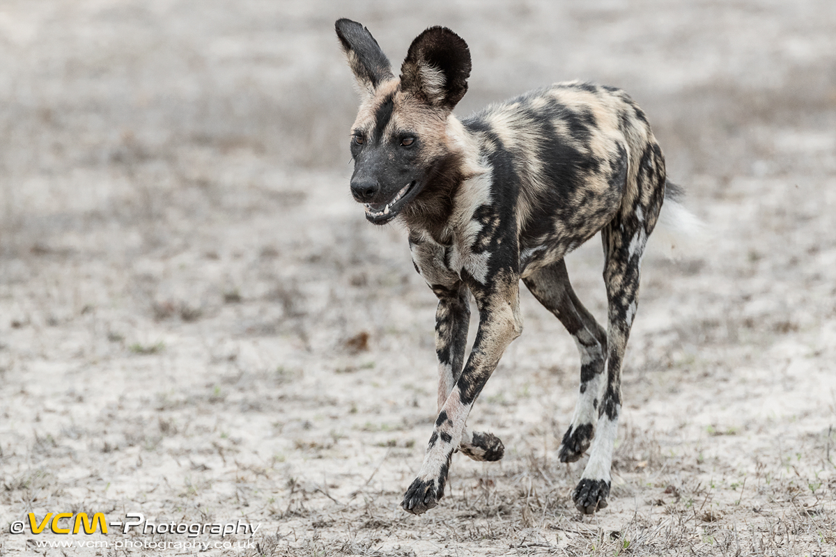 African wild dog