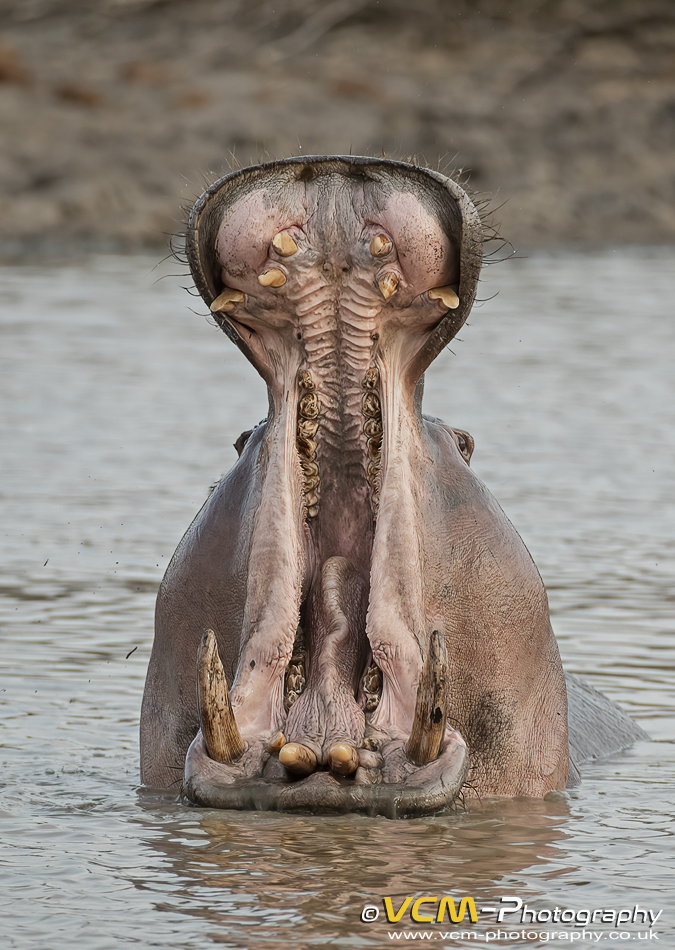 Hippopotamus called Bubbles