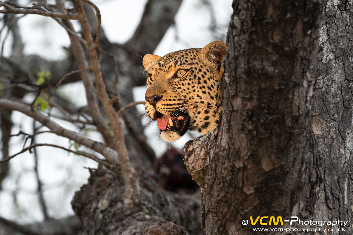 Female leopard named Moya