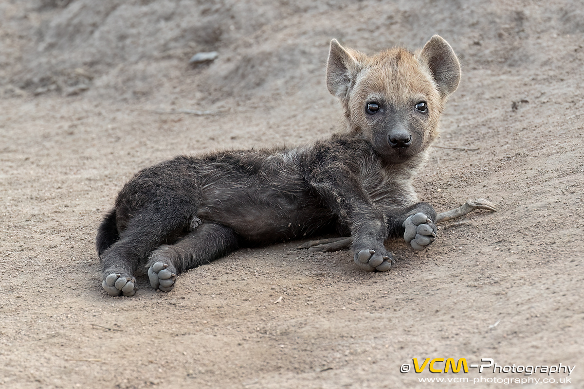Hyena cub
