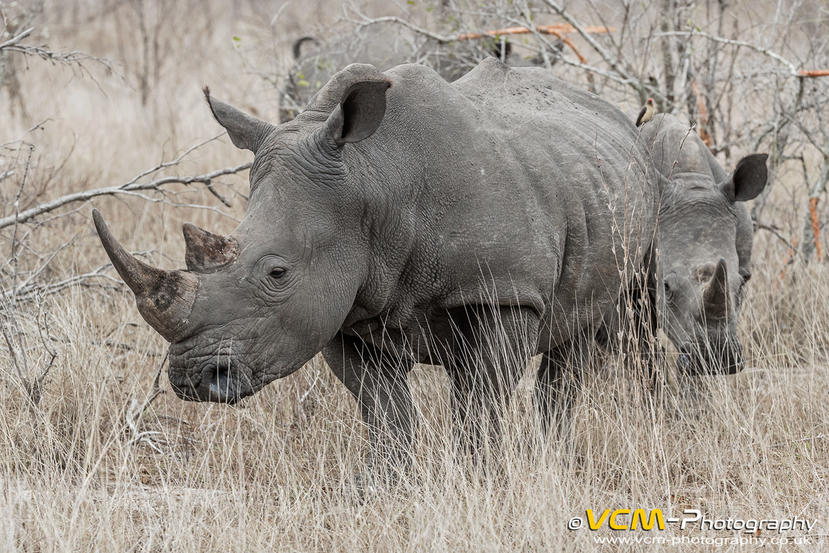 White rhinoceros