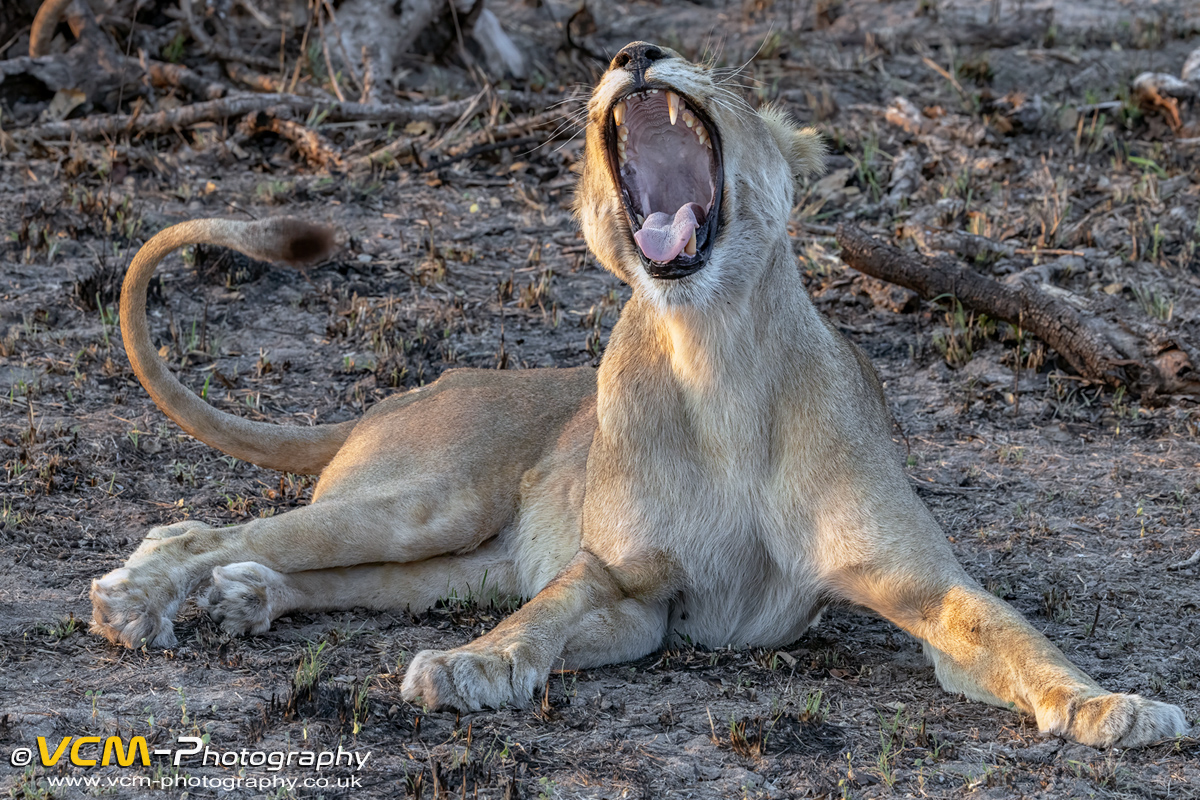 Young lioness yawning