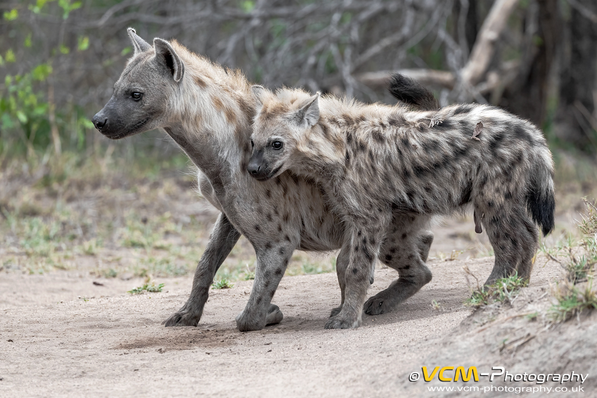 Spotted hyena mother and cub