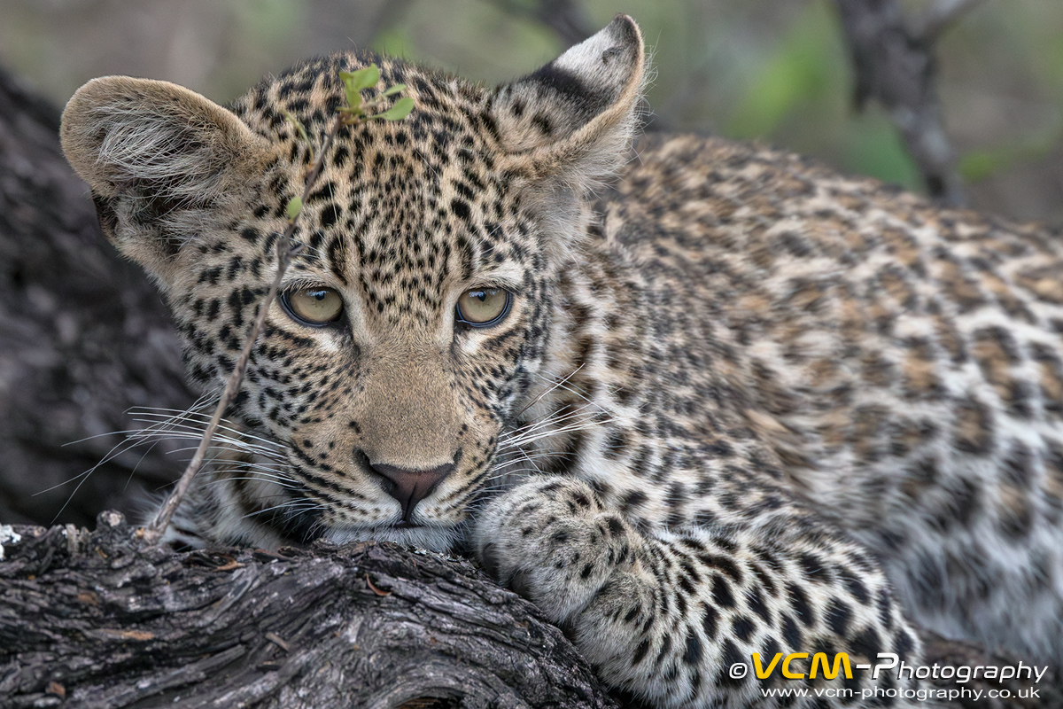 Cub of the female leopard Sibuye resting on the brach of a tree