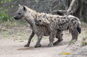 Spotted hyena mother & cub