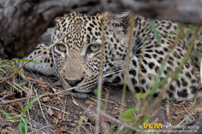 Cub of the leopard Sibuye