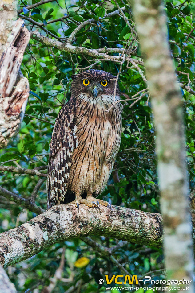 Brown fish owl in Yala