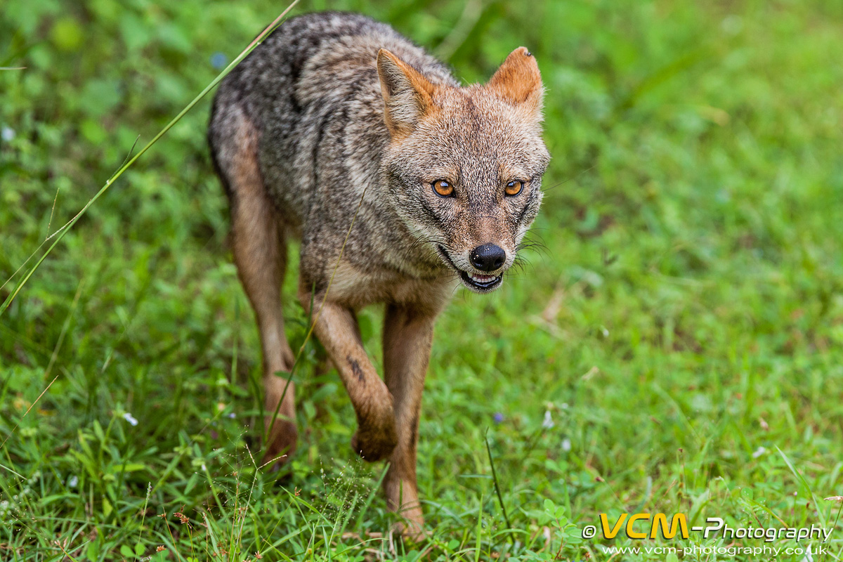 Black-backed jackal in Yala