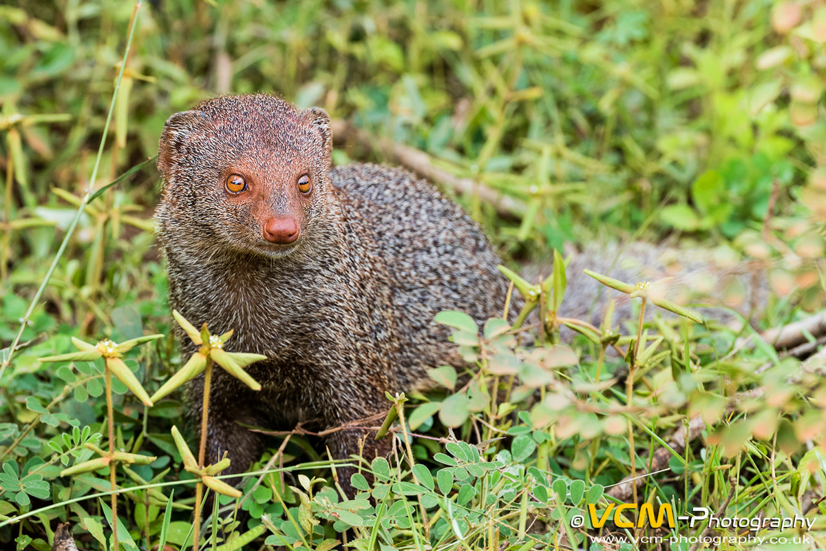 Ruddy mongoose
