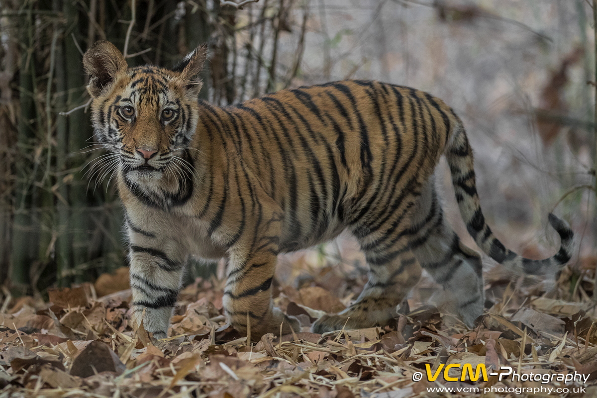 Young tiger cub