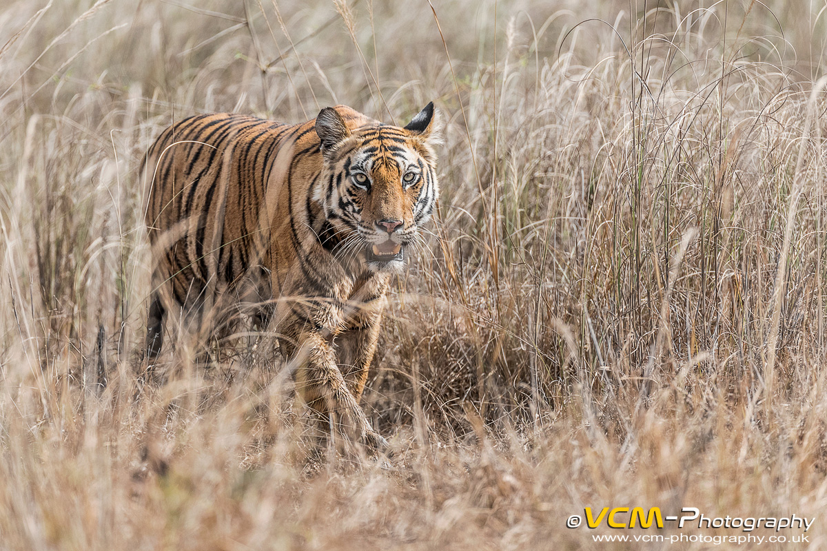 Tiger walking through the tall grass
