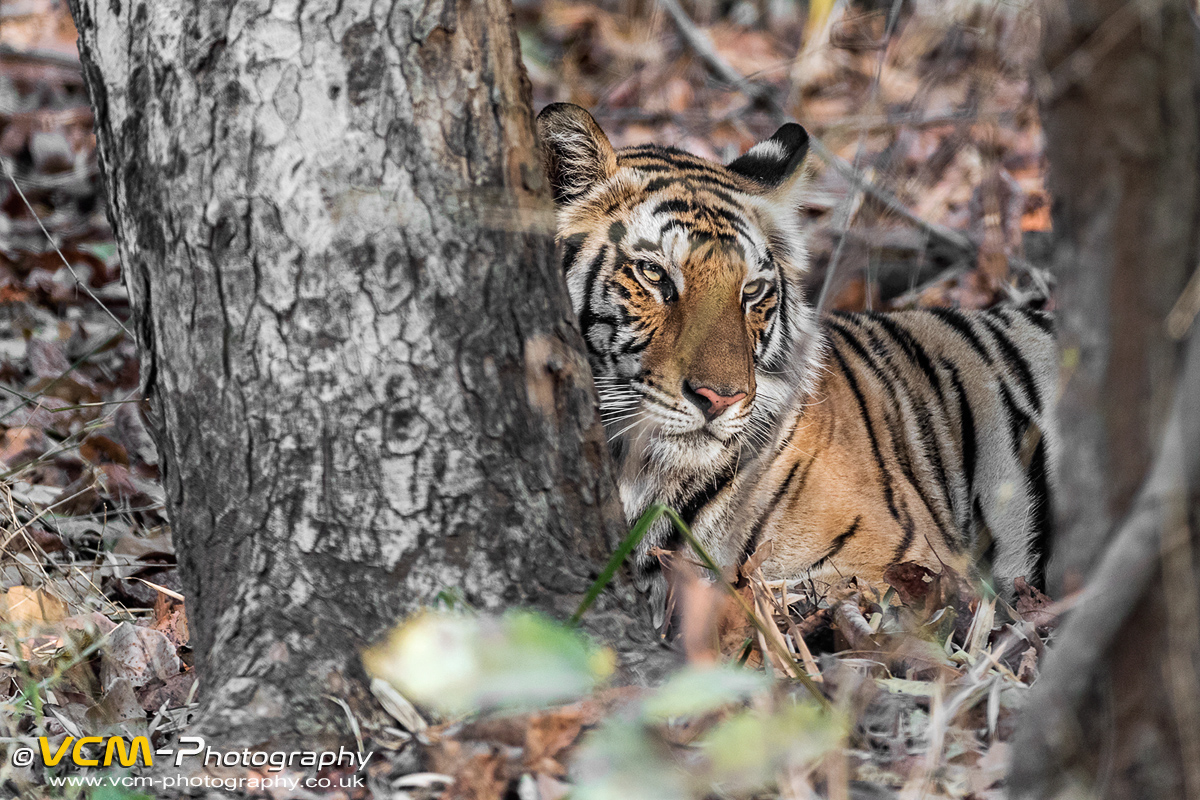 Subdult female tiger cub