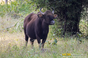 Gaur or Indian bison