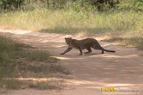 Female leopard crossing the road