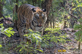Tigress 'Kajri'