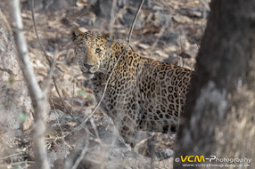 Male leopard
