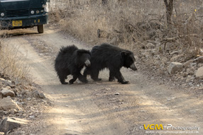 Sloth bear, mother and cub
