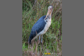 Lesser adjutant stork