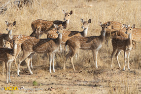Herd of spotted deer