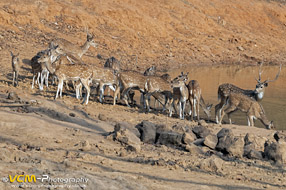 Herd of spotted deer at a waterhole