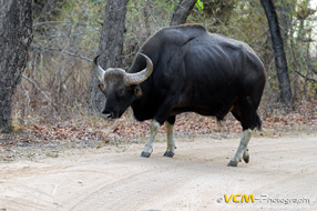 Gaur, or Indian bison