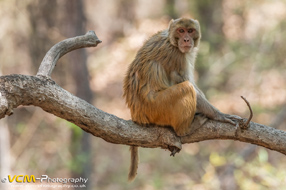 Rhesus macaque sitting on brach of a tree