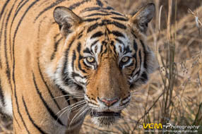 Ranthambhore Tiger Park