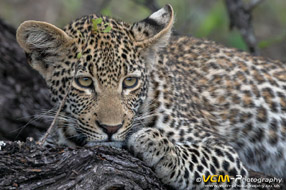 Sabi Sands of South Africa