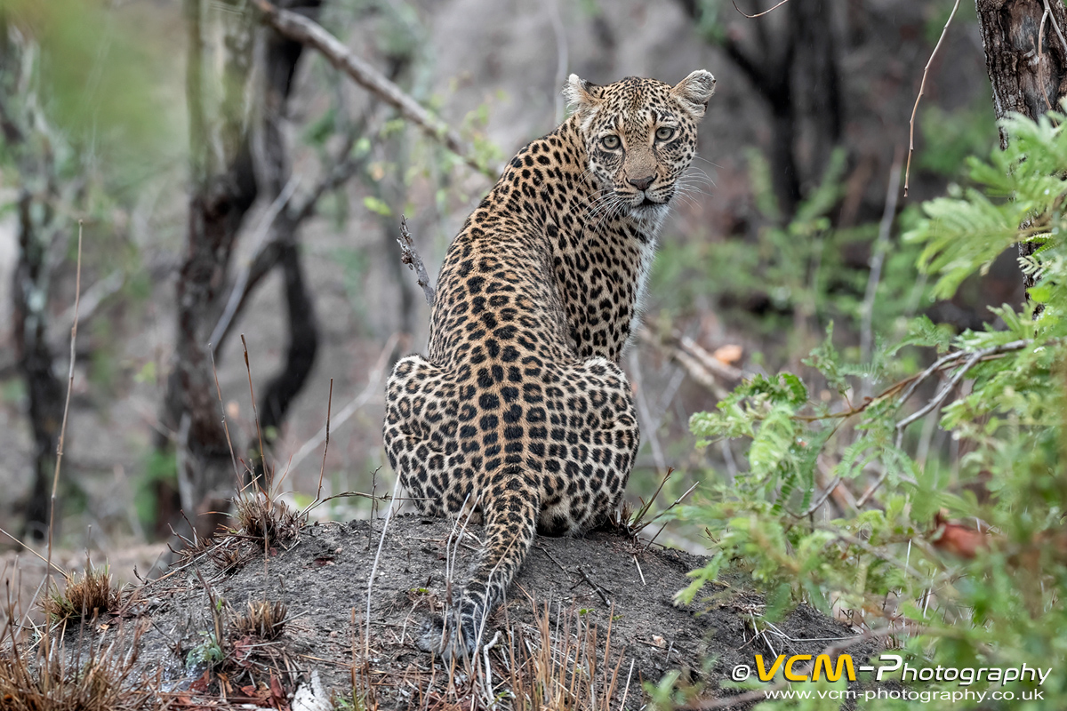 Female leopard named Thandi