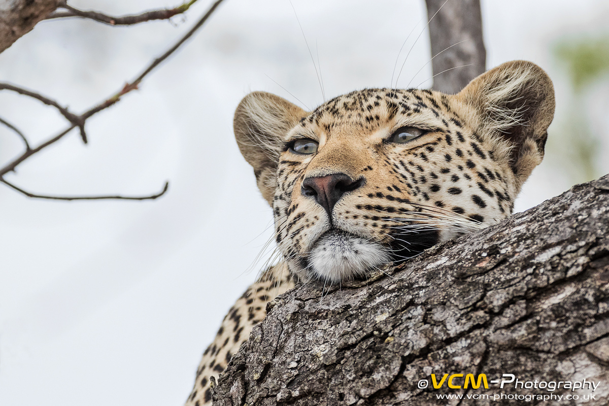 Female leopard named Moya