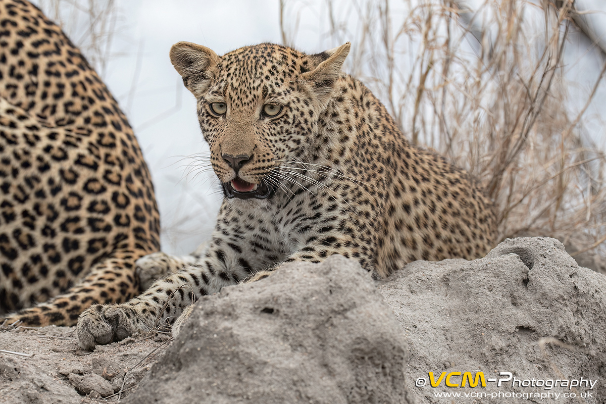 Leopard cub of Tiyani