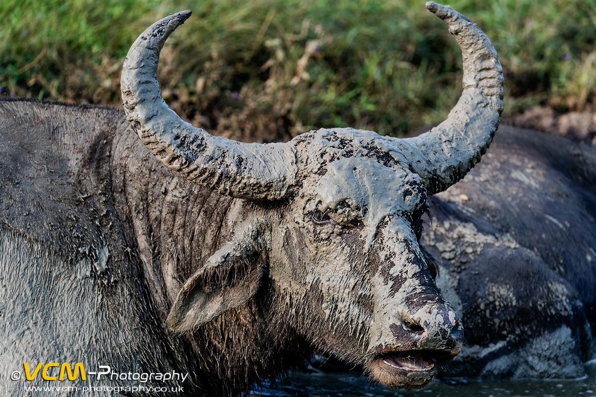 Wild water buffalo in Yala